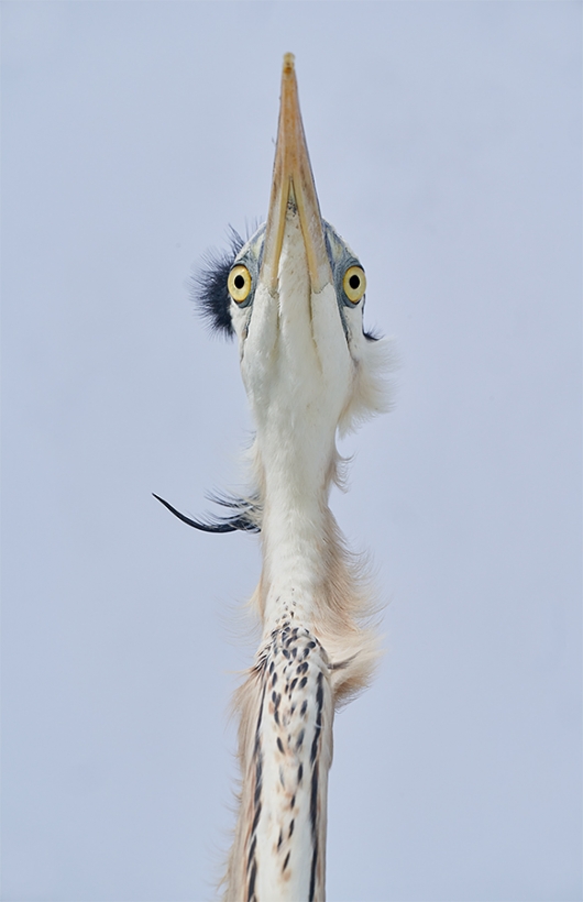 Great-Blue-Heron-eyeballs-from-below-_A7R0609--Fort-DeSoto-Park,-Tierra-Verde-FL-1