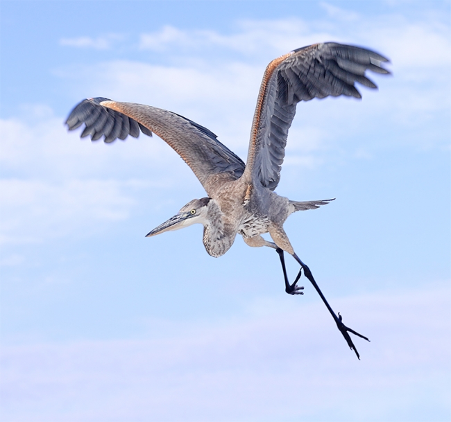 Great-Blue-Heron-flight-awkward-_W5A5365-Fort-DeSoto-Park,-Tierra,-Verde,-FL