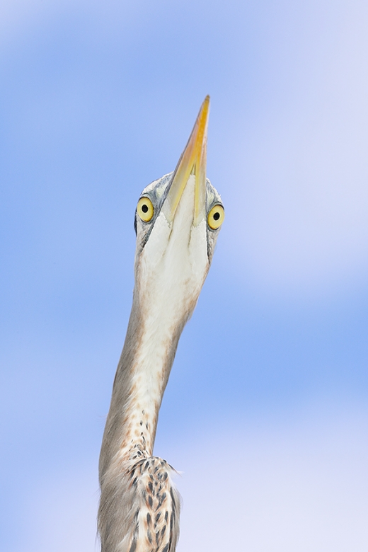 Great-Blue-Heron-from-below-_P3A2367--Fort-DeSoto-Park,-FL
