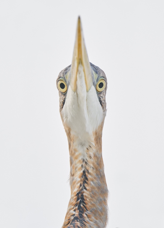 Great-Blue-Heron-head-from-below-_A9B6376-Fort-DeSoto-Park-FL-1