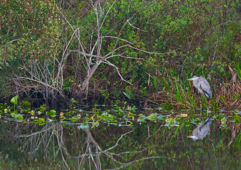 Great-Blue-Heron-immature-by-canal-_A921506-Indian-Lake-Estates-FL-1