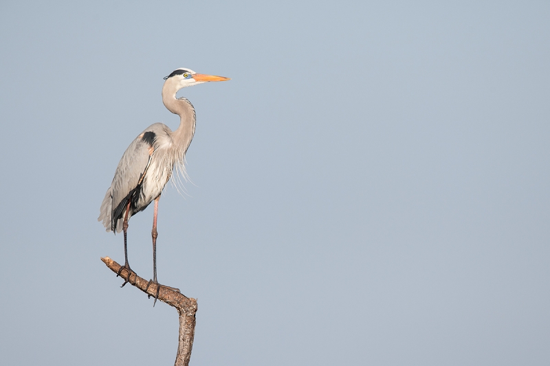 Great-Blue-Heron-in-breeding-plumage-_DSC0292--Indian-Lake-Estates,-FL
