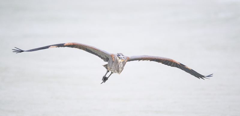 Great-Blue-Heron-in-flight-_DSC7824-Fort-DeSoto-Park,-FL