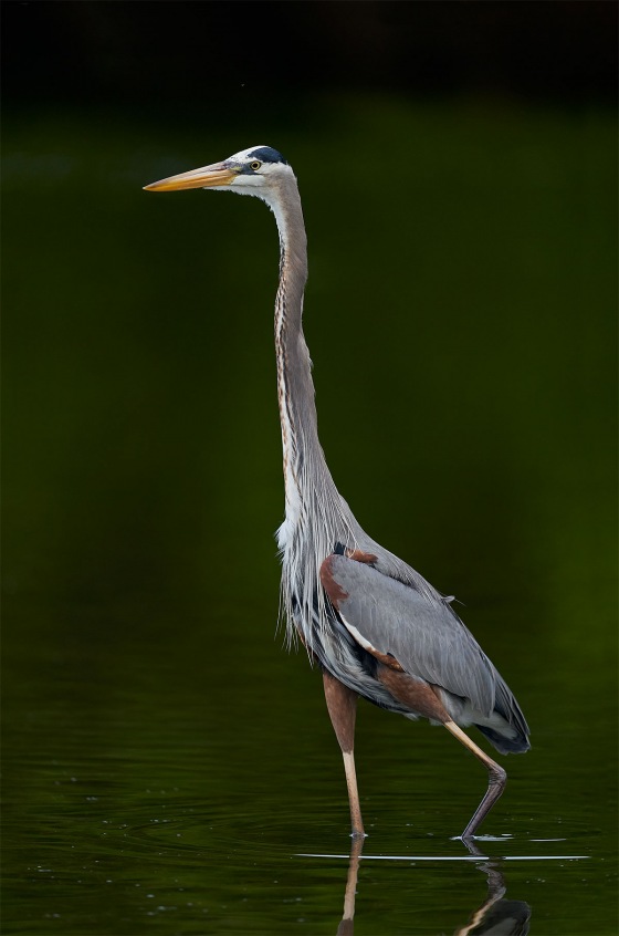 Great-Blue-Heron-in.-mangrove-reflections-_A921124-Fort-DeSoto-Park-Tierra-Verde-FL-1