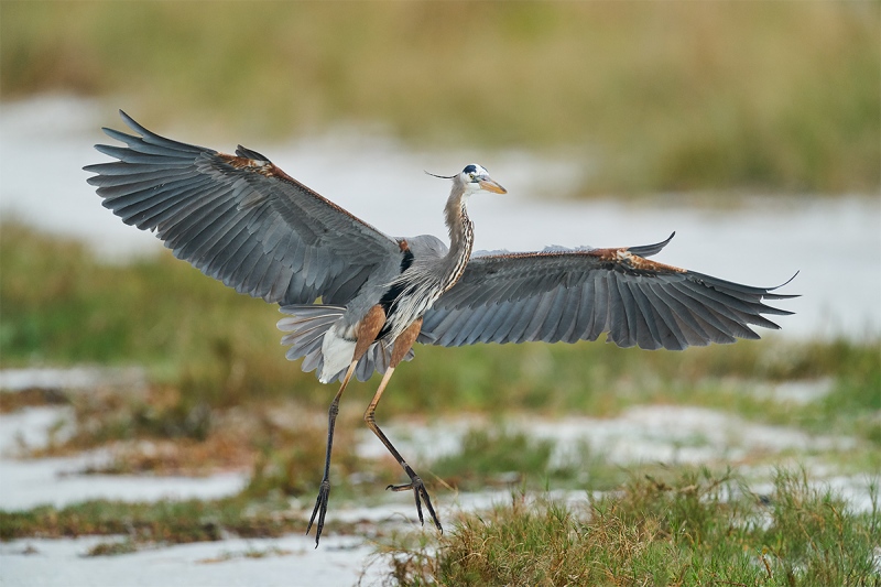 Great-Blue-Heron-landing-_A921365-Fort-DeSoto-Park-Tierra-Verde-FL-1