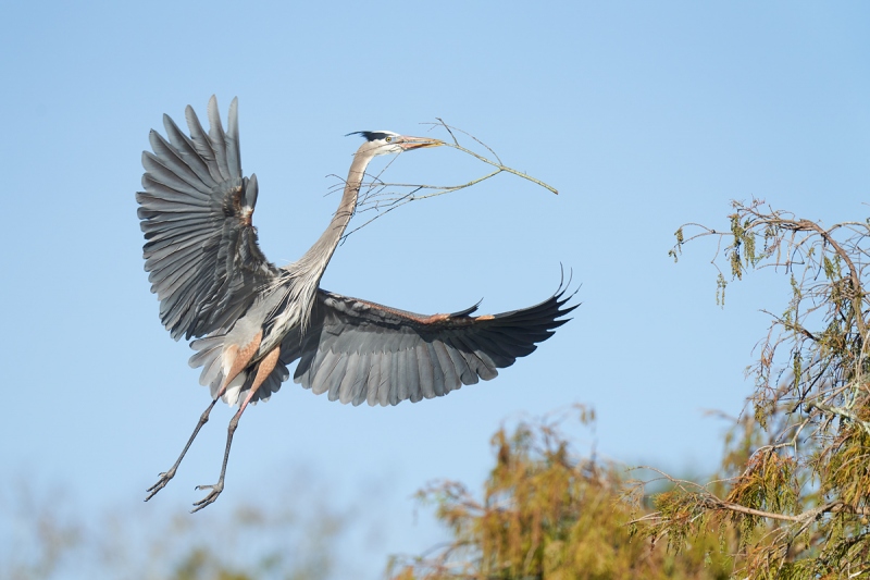 Great-Blue-Heron-landing-with-nesting-material-_7R42325-Lakeland-FL-1