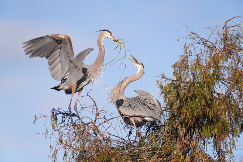 Great-Blue-Heron-male-bringng-stick-to-nest-_7R42186-Lakeland-FL-1