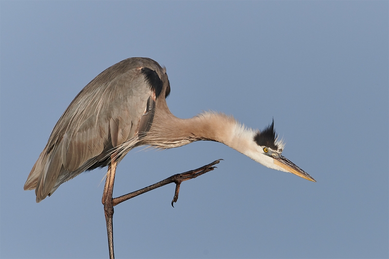 Great-Blue-Heron-scratching-_BUP8974--Indian-Lake-Estates-FL-1