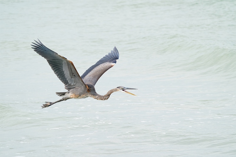 Great-Blue-Heron-squawking-_A9B6348-Fort-DeSoto-Park-FL-1