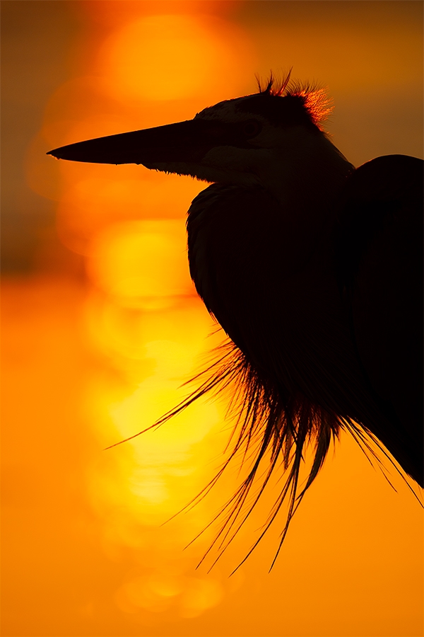 Great-Blue-Heron-sunrise-silhouette-_MAI6734-Fort-DeSoto-Park,--Tierra-Verde,-FL