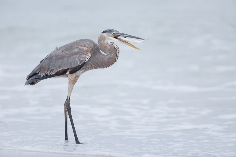 Great-Blue-Heron-w-pinfish-_W5A9596-Fort-DeSoto-Park,-Pinellas-County,-FL-