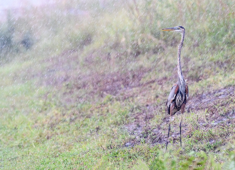 Great-Blue-Heron-w-tidbit-in-rainstorm-_DSC6808Fort-DeSoto-Park,-Tierra-Verde,-FL