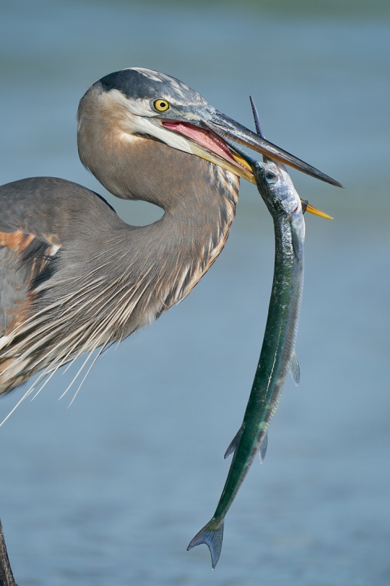 Great-Blue-Heron-with-Needlefish-_A920175-Fort-deSoto-Park-FL-1