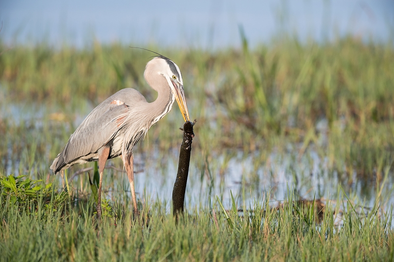 Great-Blue-Heron-with-prey-item-_DSC7621--Indian-Lake-Estates,-FL,