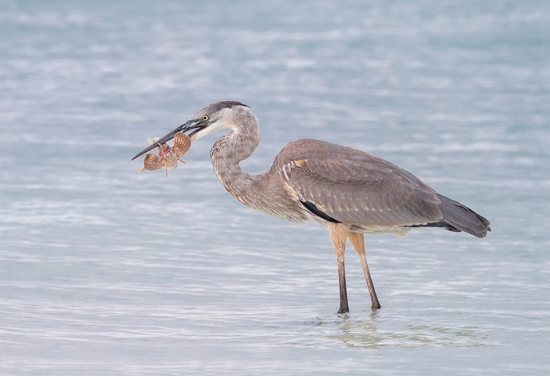 Great-Blue-Heron-with-sea-robin-AD3I1459Fort-deSoto