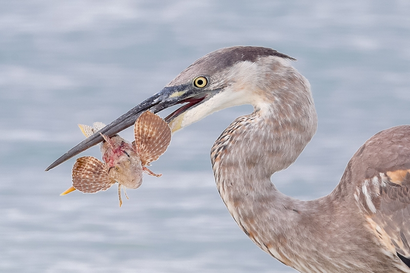Great-Blue-Heron-with-sea-robin-CROP-AD3I1459Fort-deSoto