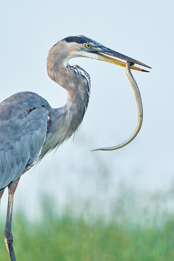 Great-Blue-Heron-with-snake-_A9B6612-Indian-Lake-Estates-FL-1