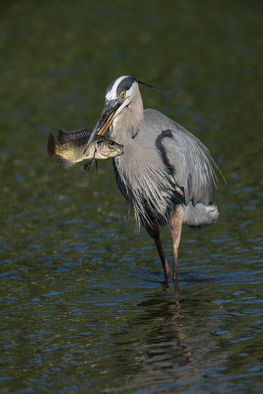 Great-Blue-heron-with-fish-_DSC8770-Gatorland,-Kissimmee,-FL