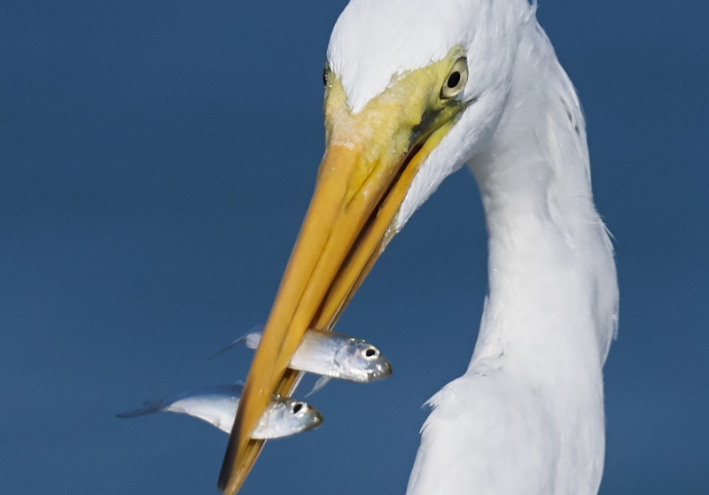 Great-Egret-100-crop-two-small-greenbacks-_DSC1095-Fort-DeSoto-Park-Pinellas-County-FL-1