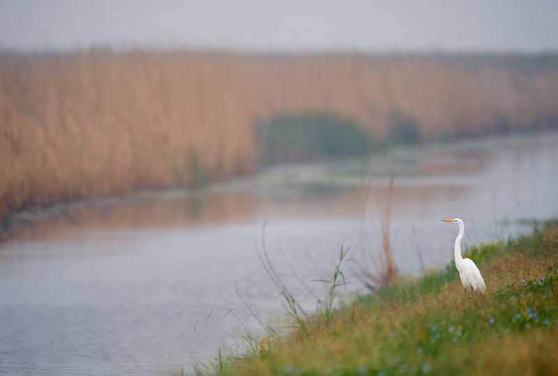 Great-Egret-A-pre-dawn-with-day-flowers-_A923893Anhauac-NWR-TX-1