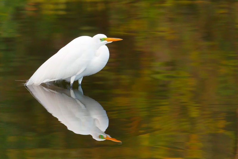 Great-Egret-Buzz-Sim-II-in-gorgeous-green-water-_A0I0222-Gatorland,-Kissimmee,-FL,--