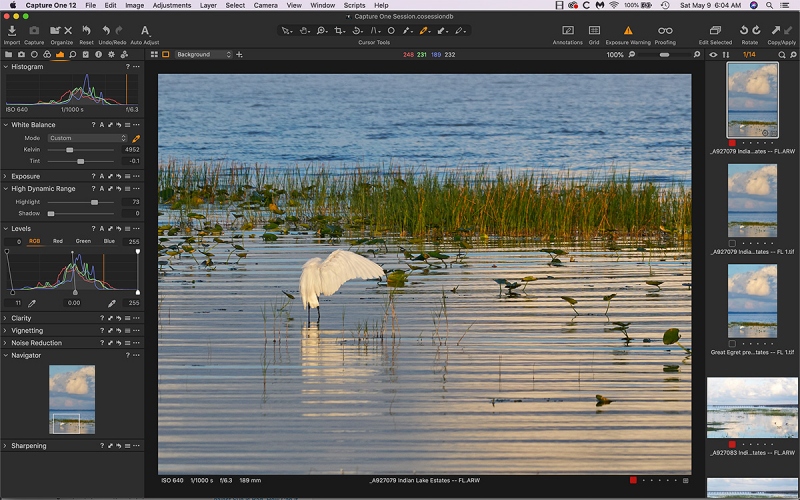 Great-Egret-CAPT-1