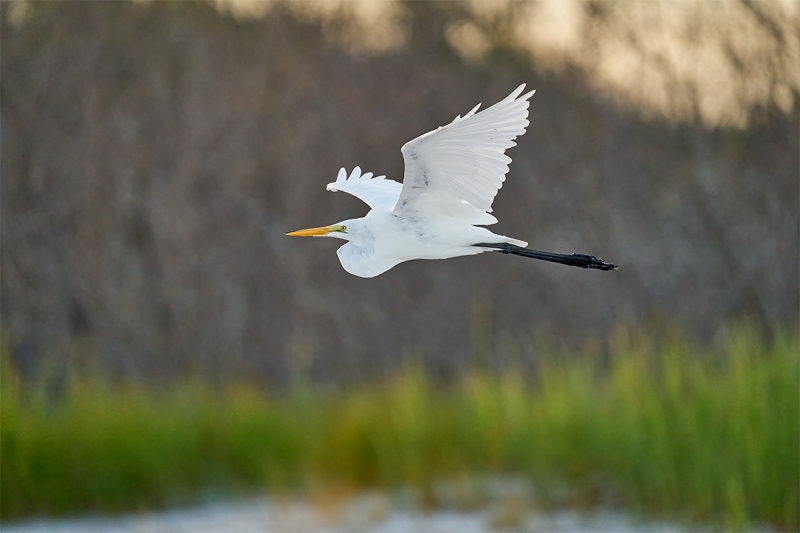 Great-Egret-ISO-10000-_A929008-Fort-DeSoto-Park-FL-1