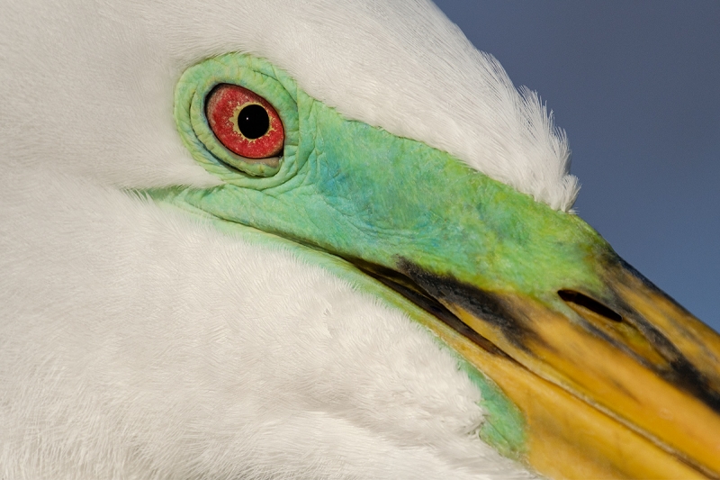 Great-Egret-XT-2-2X-breeding-plumage--_DSF3915-Gatorland,-Kissimmee,-FL