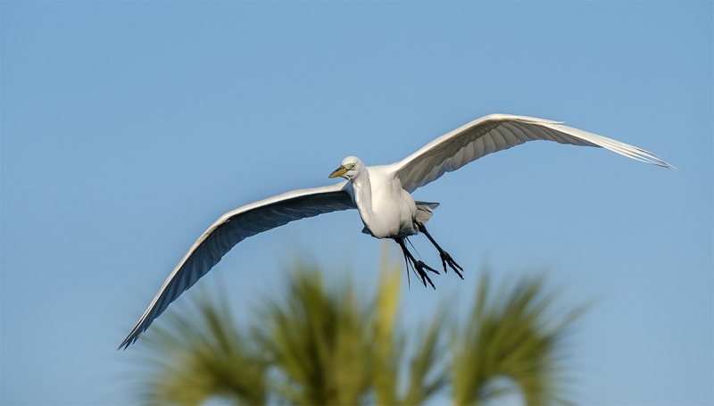 Great-Egret-XT-2-flight-_DSF3870-Gatorland,-Kissimmee,-FL