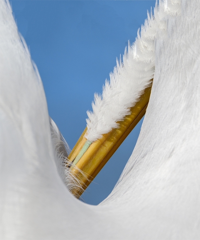 Great-Egret-abstract-_DSF3922-Gatorland,-Kissimmee,-FL