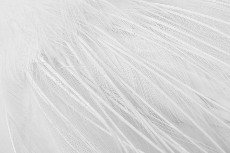 Great-Egret-aigrettes-_DSC3224-Gatorland