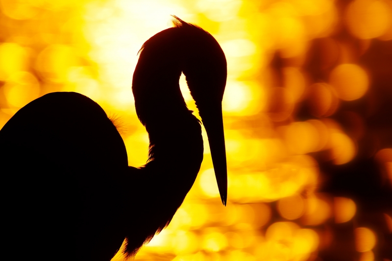 Great-Egret-at-sunrise-_W5A6790--Fort-DeSoto-Park,-FL