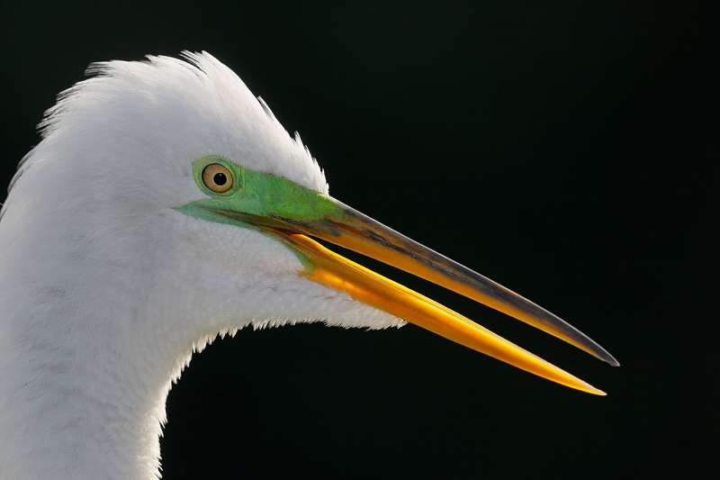 Great-Egret-backlit-with-flash-_W5A1559-Gatorland,-Kissimmee,-FL