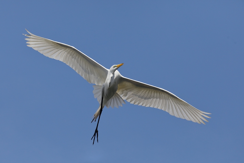 Great-Egret-balletic-flight-_P3A1100-Gatorland,-Kissimmee,-FL