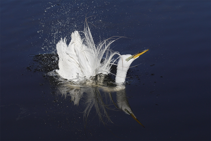 Great-Egret-bathing-_P3A2032-Gatorland,-Kissimmee,-FL