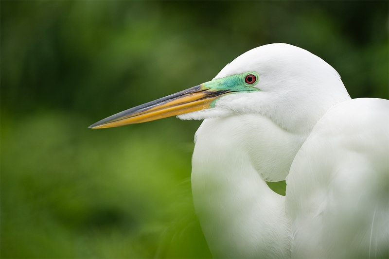 Great-Egret-breeding-plumage-_A9A7184-Gatorland,-Kissimmee,-FL-