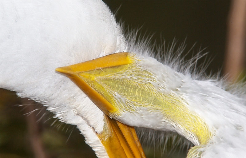 Great-Egret-chick-getting-fed-from-below-_Y9C4373--Gatorland,-Kissimmee,-FL