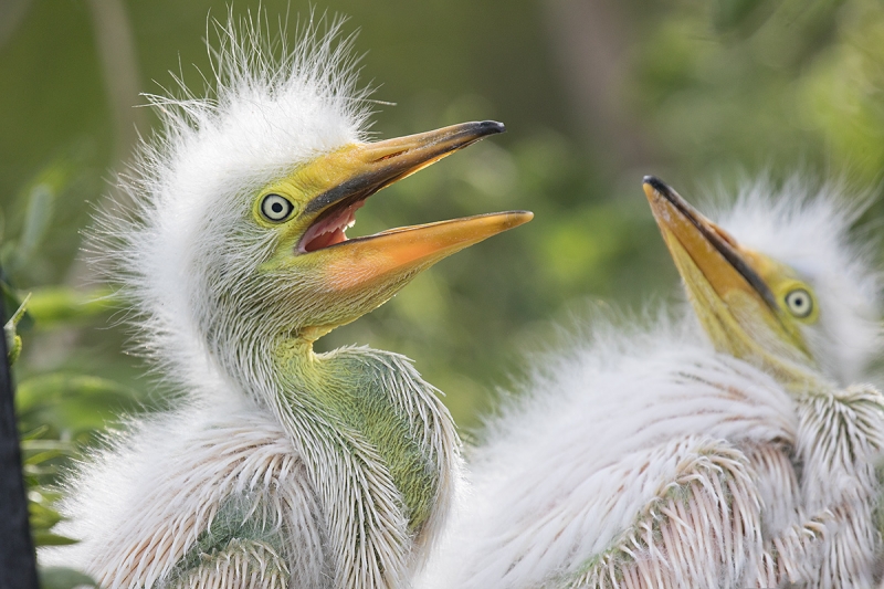 Great-Egret-chicks-_P3A0894-Gatorland,-Kissimmee,-FL