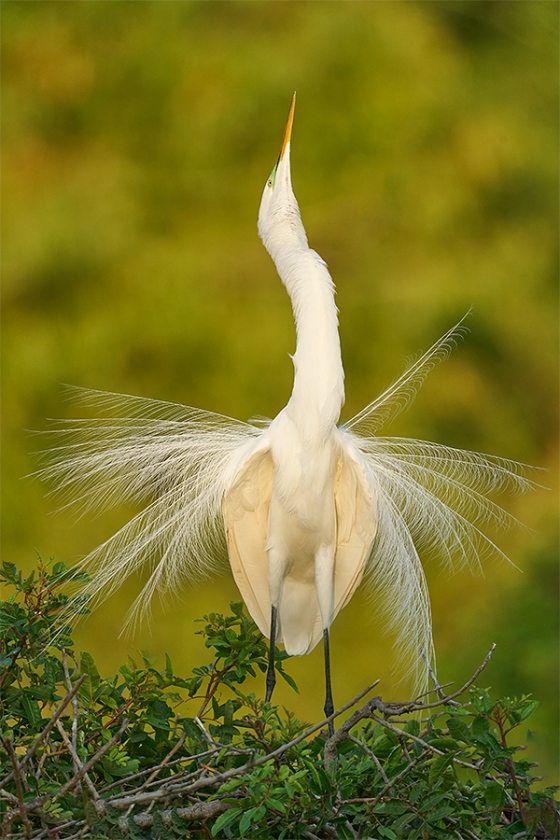 Great-Egret-displaying-_A927293-Brandon-FL-1