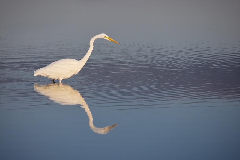 Great-Egret-early-morning-lgiht-_Q5A4616-Fort-DeSoto-Park-FL-1