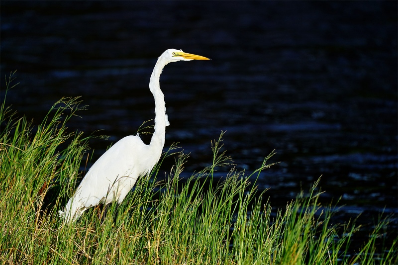 Great-Egret-fishing-BLACKER-_A927865-Indian-Lake-Estates-FL-1