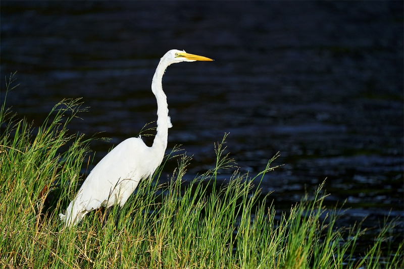 Great-Egret-fishing-_A927865-Indian-Lake-Estates-FL-1