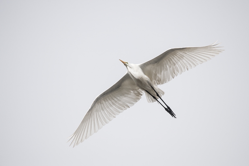Great-Egret-flight-undersides-_DSC0843--Gatorland,-Kissimmee,-FL