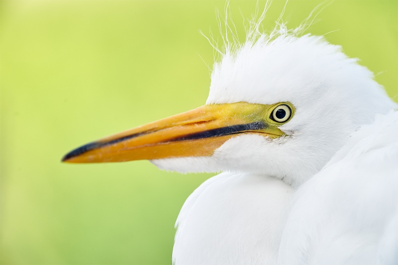 Great-Egret-grown-chick-head-portrait-_A9A1084-Gatorland-Kissimmee-FL-1