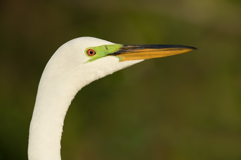 Great-Egret-head-A--_DSC5455--Gatorland,-Kissimmee,-FL