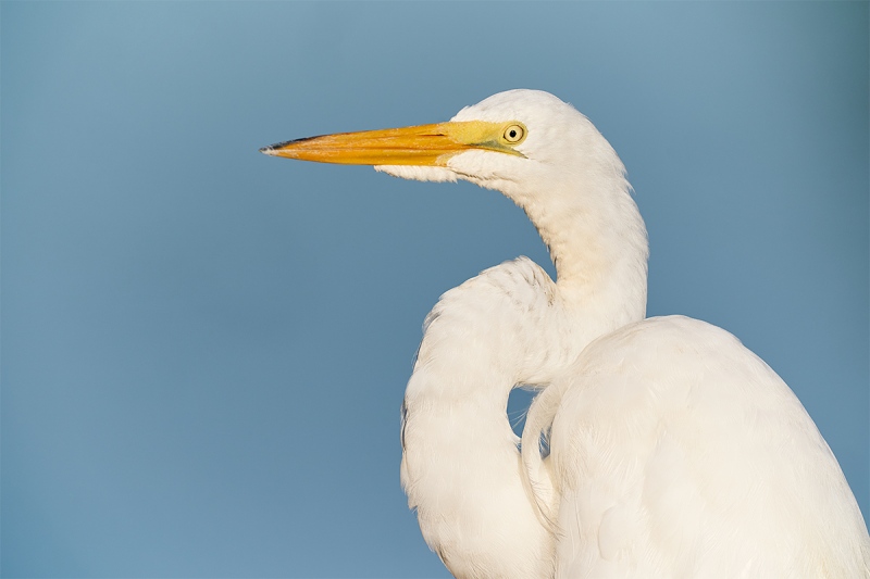 Great-Egret-head-and-shoulders-portrait-_A9B3260-Indian-Lake-Estates-FL-1