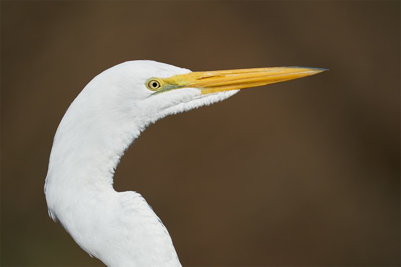 Great-Egret-head-portrait-_A926084-Gatorland-FL-1