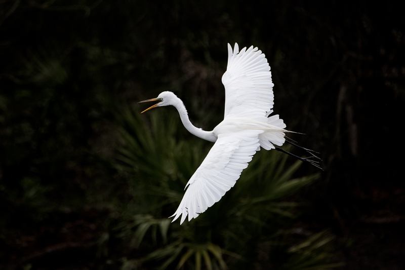 Great-Egret-in-flight-approaching-nest-_DSC0770--Gatorland,-Kissimmee,-FL