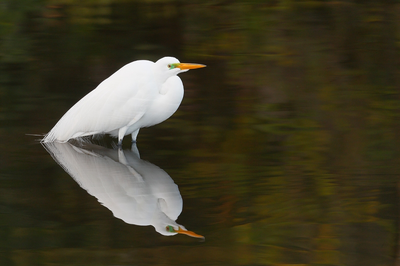 Great-Egret-in-gorgeous-green-water-_A0I0222-Gatorland,-Kissimmee,-FL,--