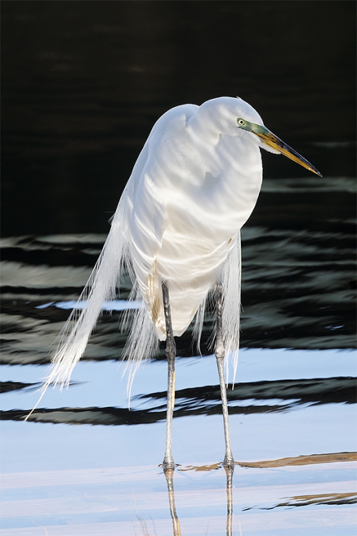 Great-Egret-in-late-light-near-dock-_P3A1822-Gatorland,-Kissimmee,-FL